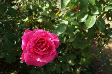 Pink Flower of Rose 'Koigokoro' in Full Bloom
