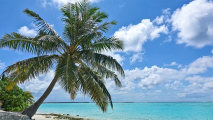 Fototapeta na wymiar On a sandy beach, a palm tree bent over the aquamarine ocean. Azure sky with picturesque clouds. There are no people. Summer. Maldives.