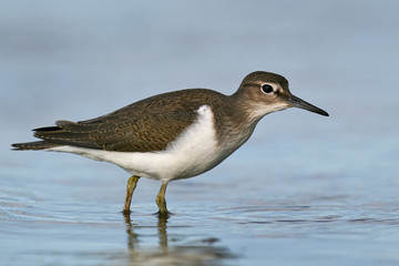 Common sandpiper (Actitis hypoleucos)