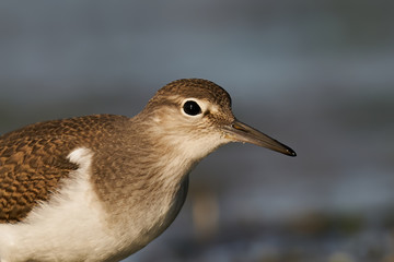 Common sandpiper (Actitis hypoleucos)