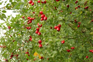 Rosehip red berries on a green bush.Rosehip plant.Useful  plants.	