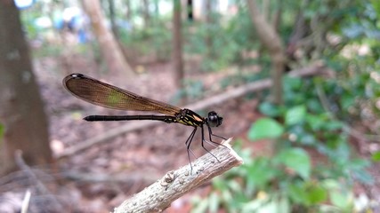 dragonfly on a branch