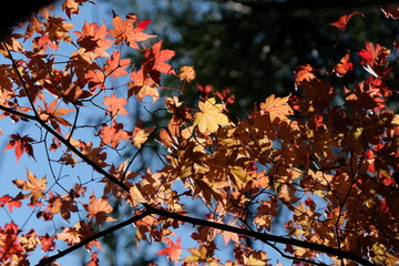 秋山の紅葉。百名山 雲取山。Orange color leaves, autumn time Japan 
