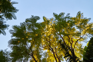 Top of green trees and sky background