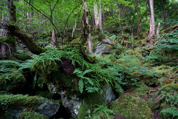 苔やシダなどに覆われた薄暗い夏の森　-（日本、長野県、蓼科大滝付近）