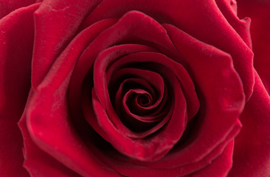 Soft floral red background. Macro blur flower. Red velvet rose.