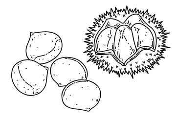 Chestnuts and chestnut bur. Vector line art illustrations set.
