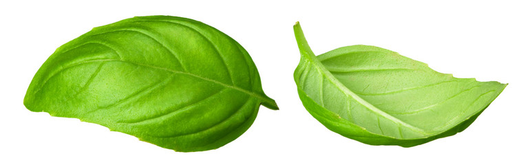 basil leaf isolated on a white background. full depth of field