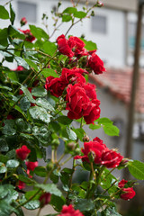Red roses wet in the rain. Wet roses. Roses with raindrops.