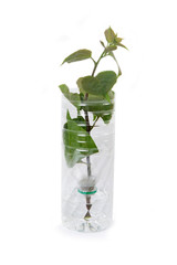 Adapting plastic bottle containing to be used for plant breeding.
