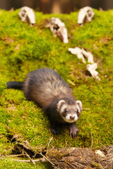Dark sable ferret posing as a hunting predator in forest moss decorated with prey skulls