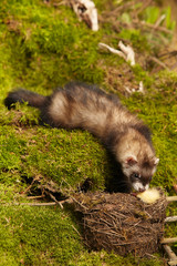 Dark sable ferret posing as a hunting predator in forest moss decorated with prey skulls