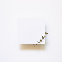 Fototapeta Blank empty paper with eucalyptus leaves on white background. top view, copy space obraz
