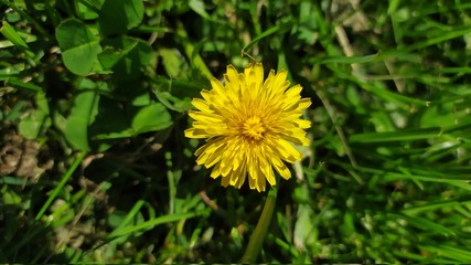 yellow dandelion flower