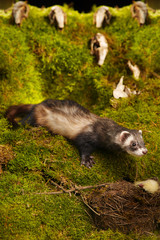 Dark sable ferret posing as a hunting predator in forest moss decorated with prey skulls