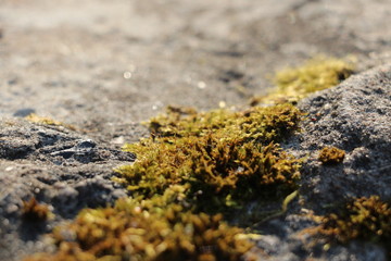 macro shot moss on stone
