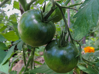 Unripe green tomatoes growing on the garden bed
