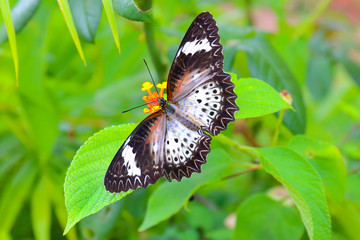 Beautiful butterfly on the flower, Nature background