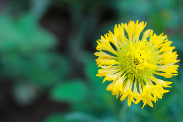 Colorful yellow chrysanthemum flower bloom in the farm.