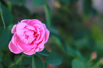 Pink rose flowers with background blurred
