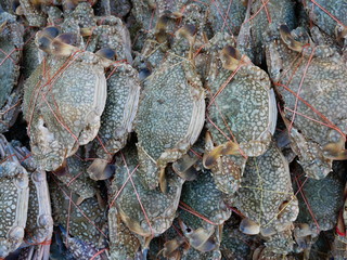 fresh blue swimming crab on seafood market.