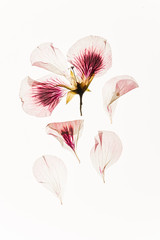 dried flowers on the white background