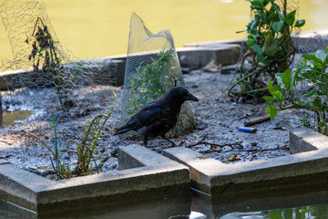 Crow near to the water
