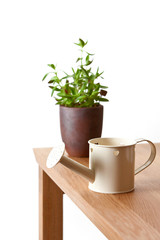 plant and watering can on the table