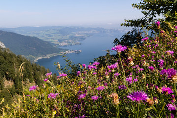 Traunsee lake with alps mountain and flowers from lookout Aussichtsplatz Spitzlsteinalm. Austria landscape