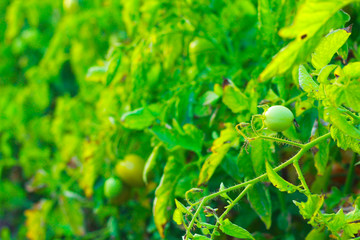 The green tomatoes is growing on branches