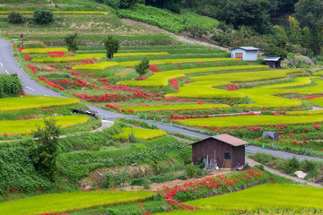 Fototapeta premium 斜面に作られた田んぼと彼岸花