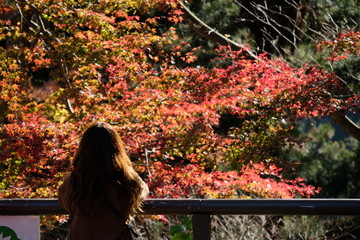 秋山の紅葉を見つめる後ろ姿。秋の高尾山。Takao Mountain, a young woman looking at Orange color leaves, autumn time Japan 