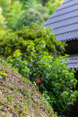 急な斜面に一本だけの彼岸花