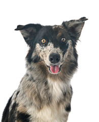 australian shepherd in studio