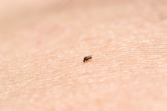 Black fly (gnat) sucking blood. Very small insect 1.5 mm. length compare to human skin surface