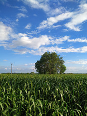 Millet field and bodhi tree on blue sky background with white clouds