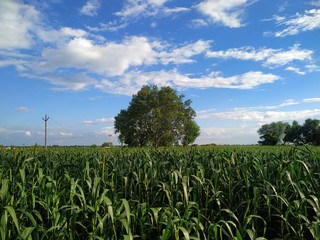 Millet field and trees on blue sky background with white clouds