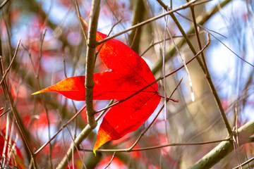 red maple leaves on branch