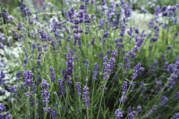 Fototapeta premium Beautiful blooming Lavender flowers herbs with green leaves. Closeup photo