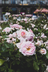 Beautiful pink rose flower with green leaves and old building on the background.