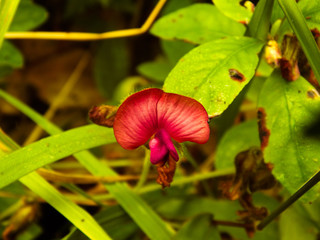 colour full flowers with  green leaves in gardens