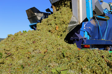 Weinlese mit Vollernter © U. J. Alexander