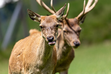 fallow deer show the tongue