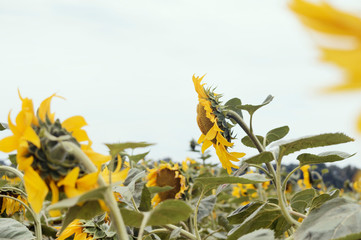The field of sunflowers.  Blooming sunflowers flowers.