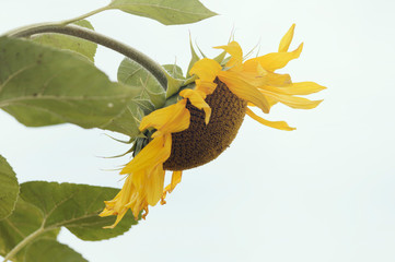 Close-up of a beautiful sunflower in a field. Blooming sunflower flower.