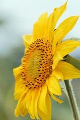 Close-up of a beautiful sunflower in a field. Blooming sunflower flower.