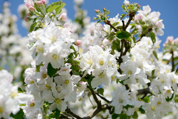 apple blossom on the apple tree in orchard in front of blue sky