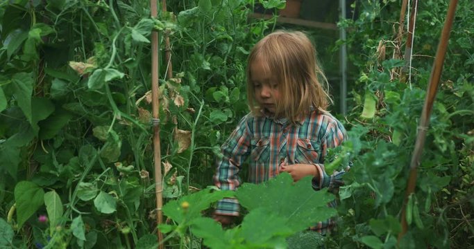 Preschooler standing in vegetable garden