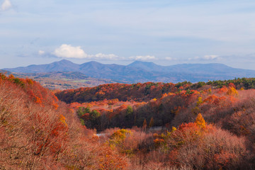 Colorful leaves in Hachimantai mountain ranges, Iwate prefecture, Tohoku, Japan.