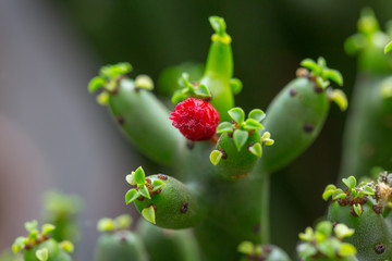 Green single tree and red flowers macro close-up，Euphorbia tirucalli Linn
 - Powered by Adobe